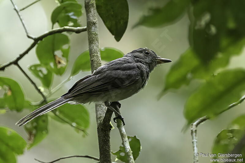 Greyish Mourneradult