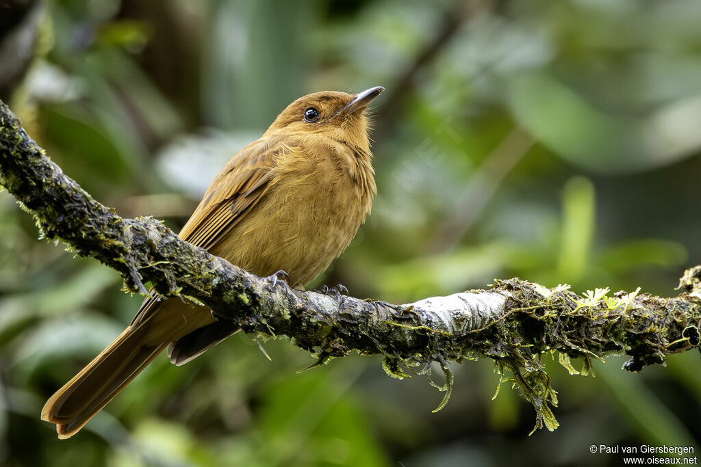 Aulia roux - Tyran plaintif<br />adulte