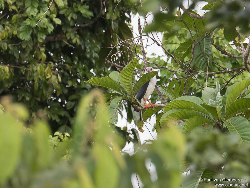 Grey-headed Goshawk