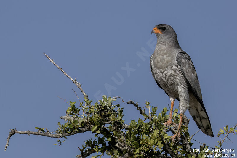 Autour chanteuradulte