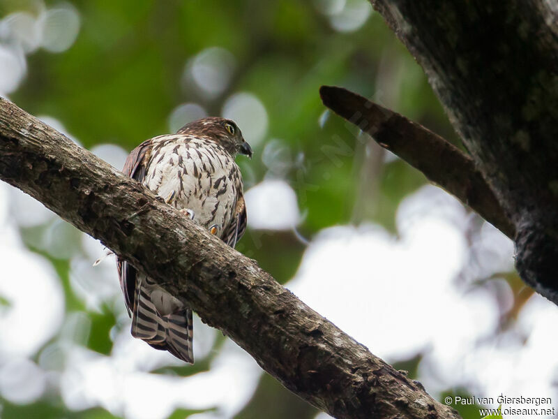 Sulawesi Goshawk