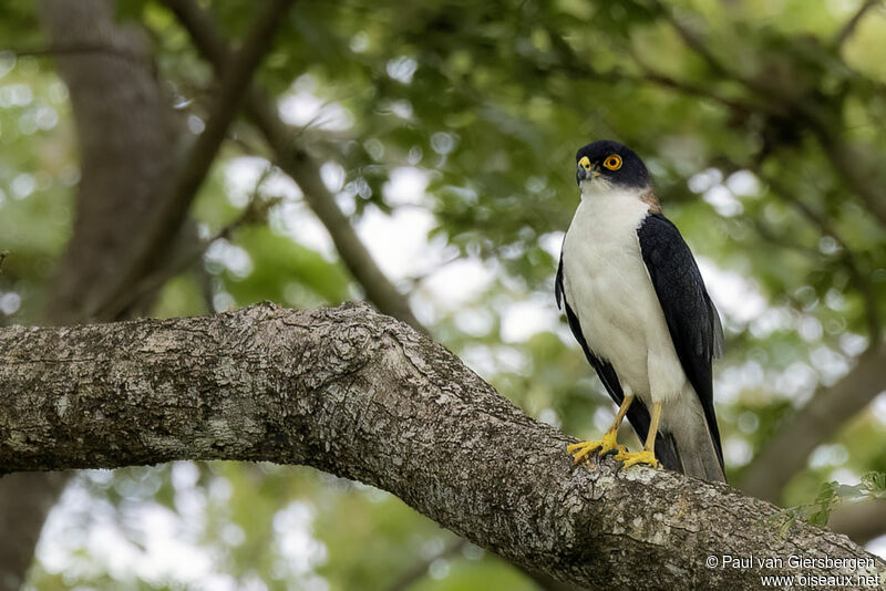 Pied Goshawkadult