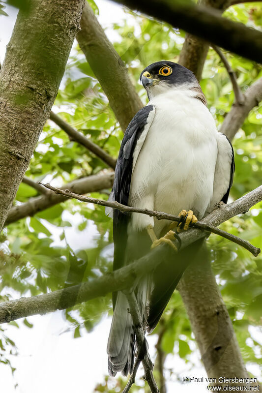 Pied Goshawkadult