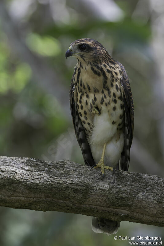 African Goshawkimmature