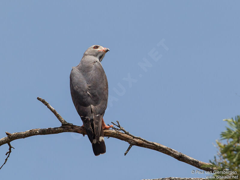 Lizard Buzzard