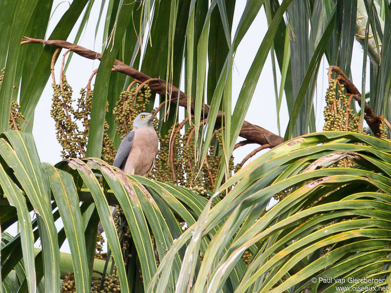 Variable Goshawk