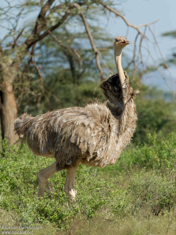Autruche de Somalie