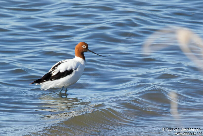 Red-necked Avocet