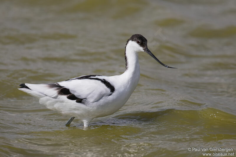 Avocette éléganteadulte