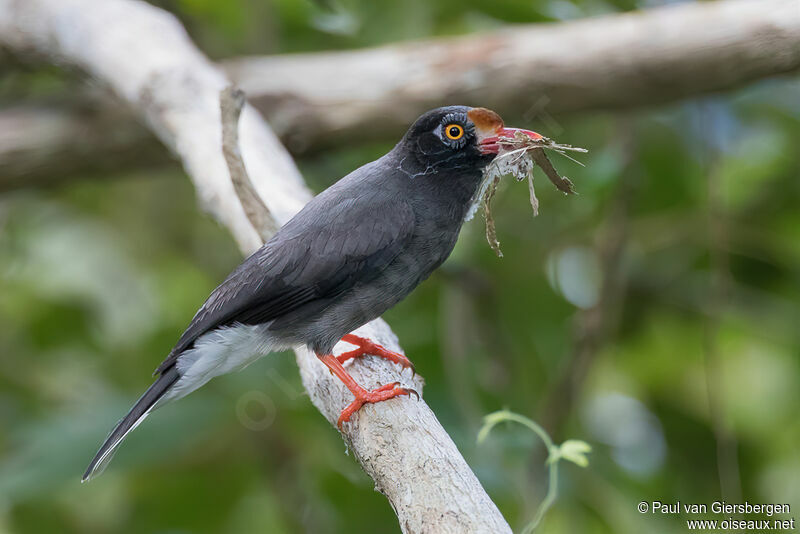 Chestnut-fronted Helmetshrikeadult