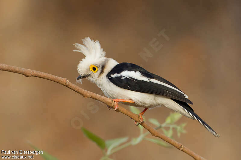 White-crested Helmetshrikeadult, Behaviour