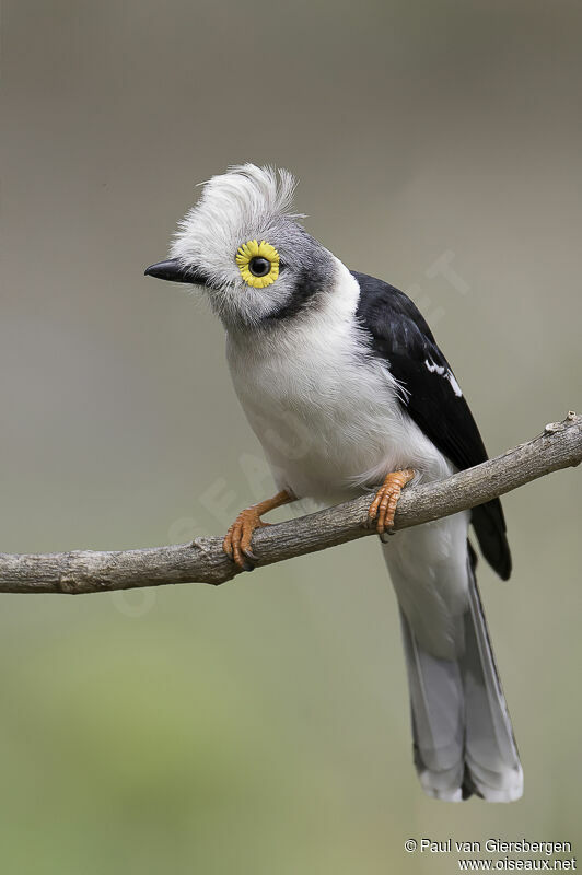 White-crested Helmetshrikeadult