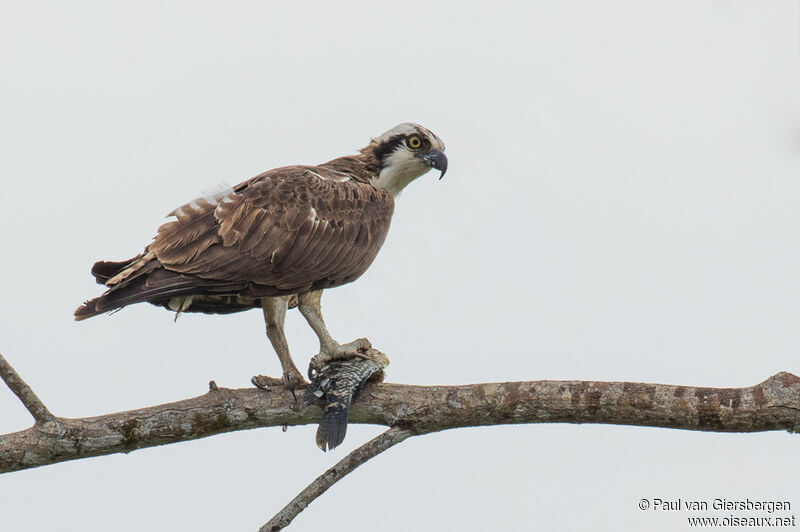 Osprey