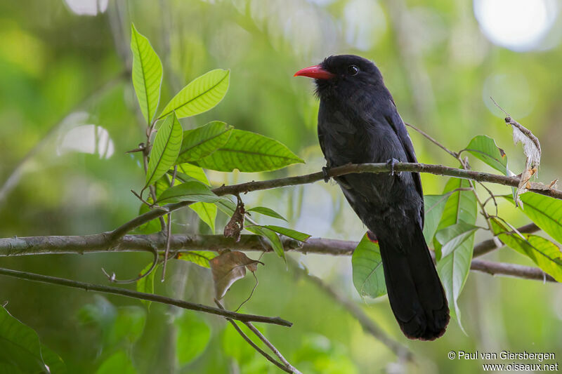 Black Nunbird