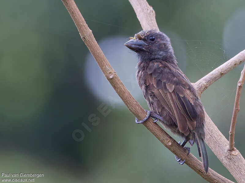 Grey-throated Barbetsubadult, identification