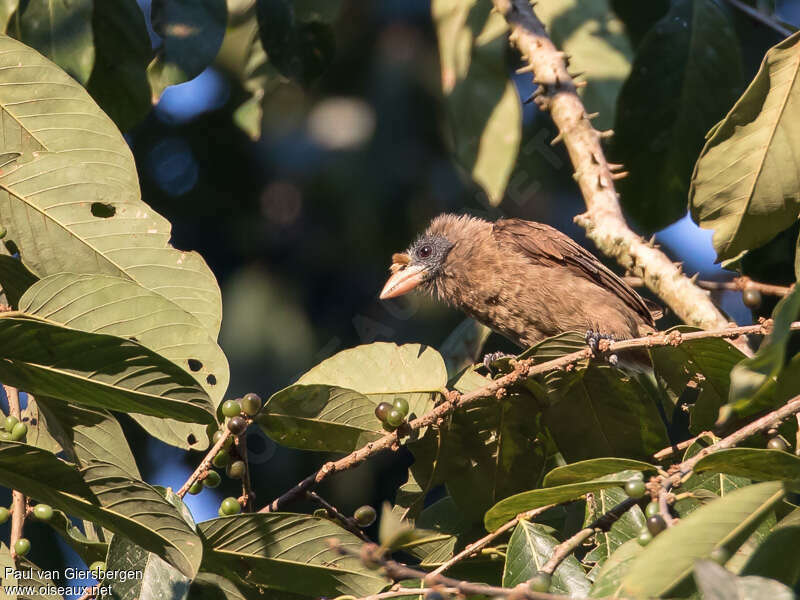 Bristle-nosed Barbetadult, identification