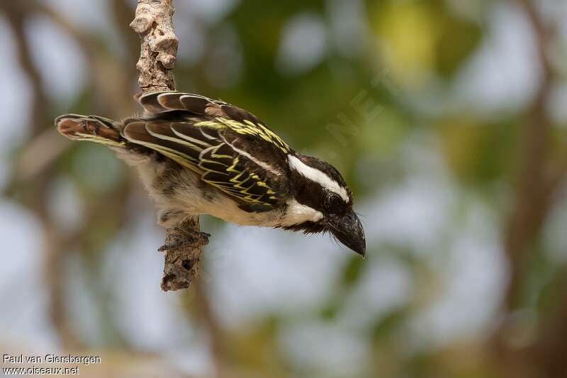 Black-throated Barbetadult, Behaviour