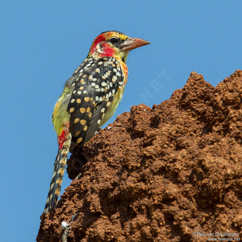 Red-and-yellow Barbet