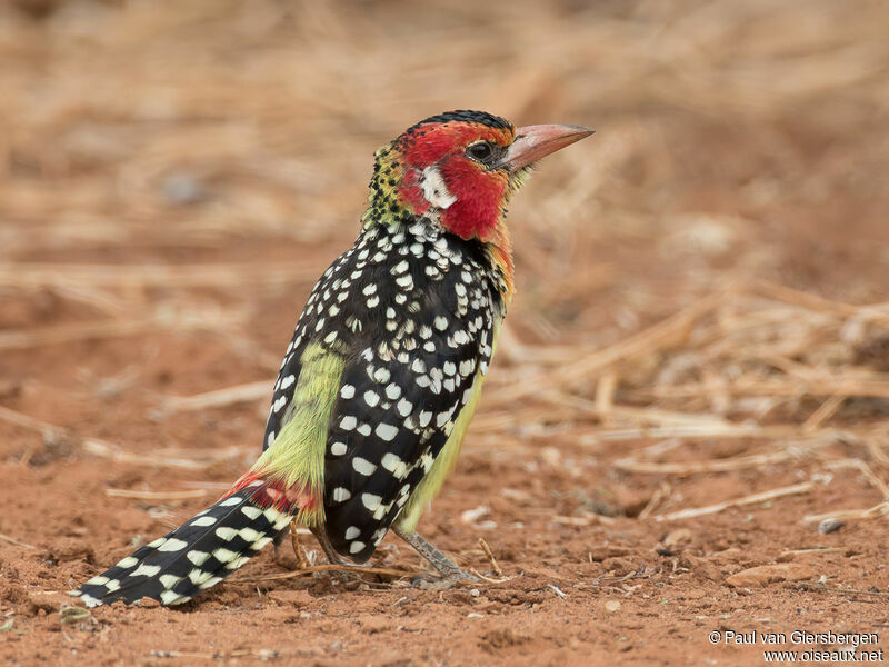 Red-and-yellow Barbetadult