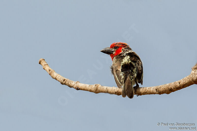 Vieillot's Barbet