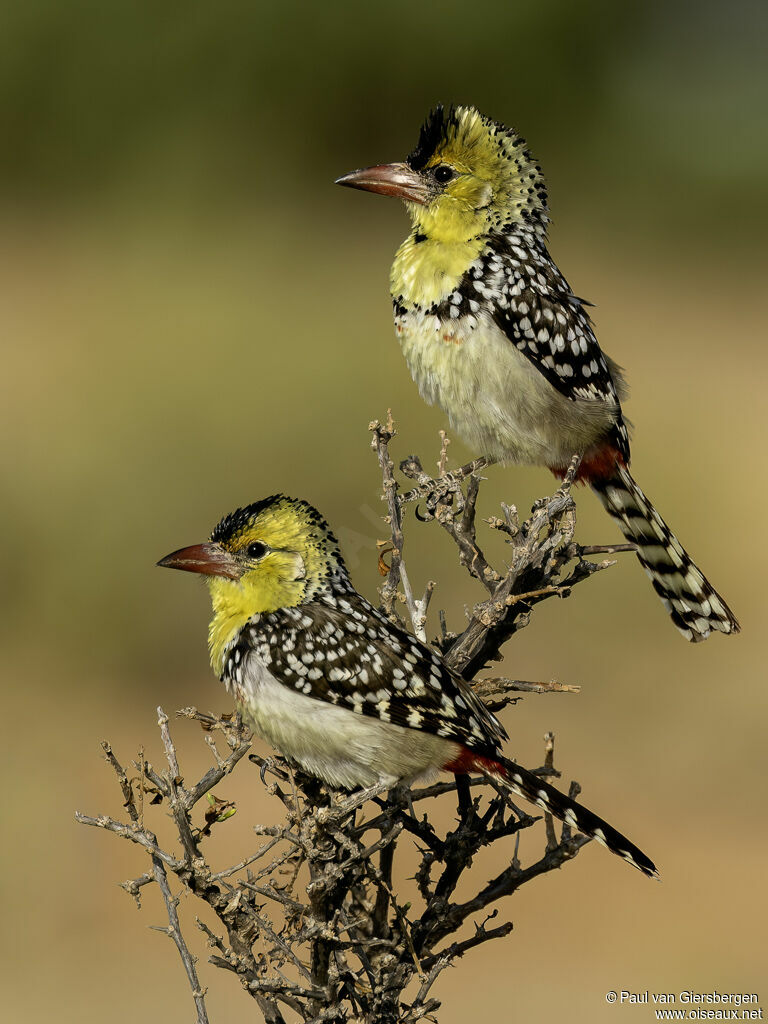 Yellow-breasted Barbetadult