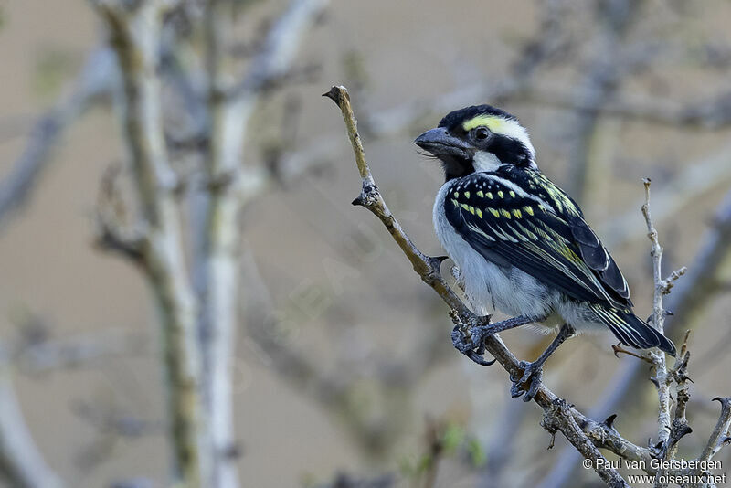 Acacia Pied Barbetadult