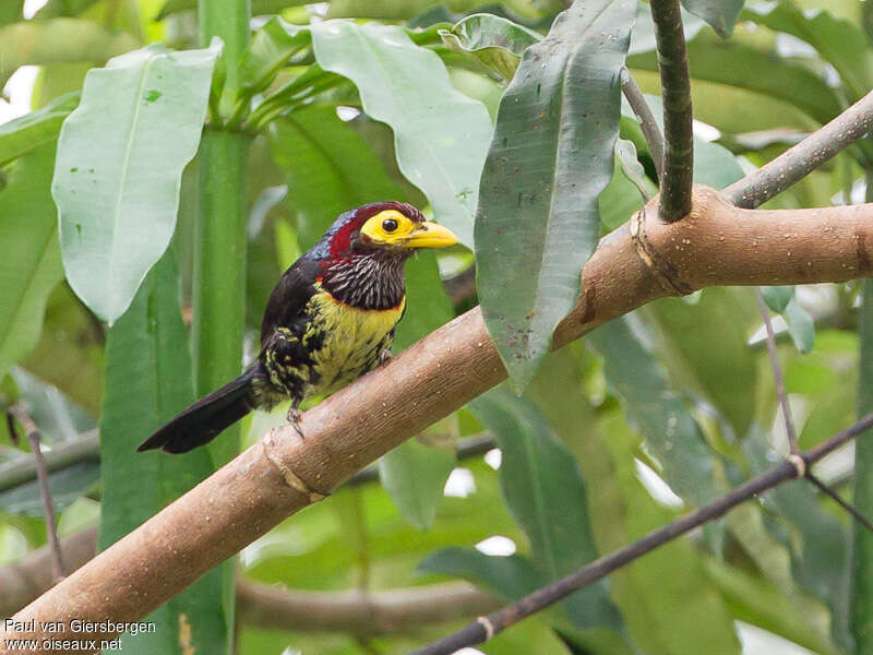 Eastern Yellow-billed Barbetadult, identification