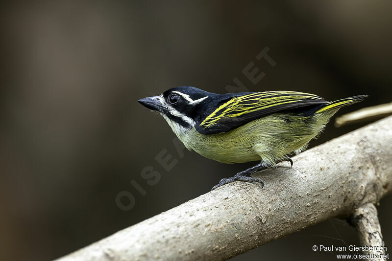 Yellow-rumped Tinkerbirdadult