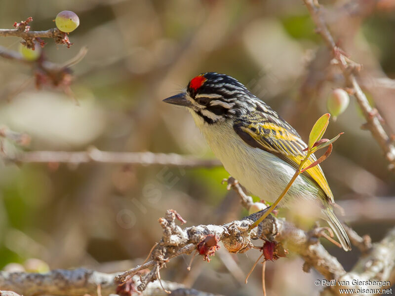 Red-fronted Tinkerbird