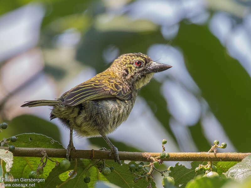 Speckled Tinkerbirdadult, aspect