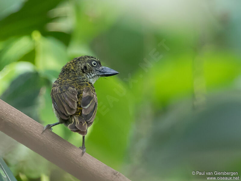 Speckled Tinkerbirdadult