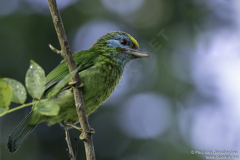 Yellow-fronted Barbetadult