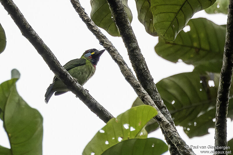 Bornean Barbetadult