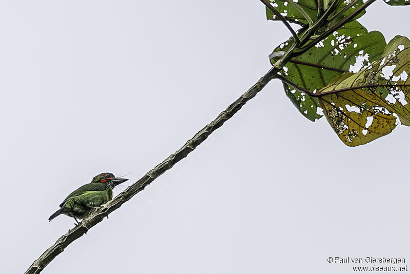 Blue-eared Barbetadult