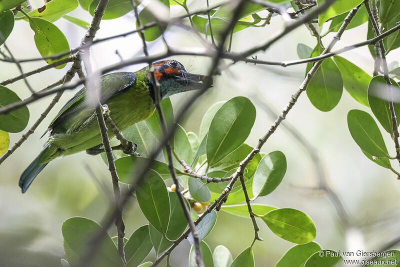 Black-eared Barbetadult