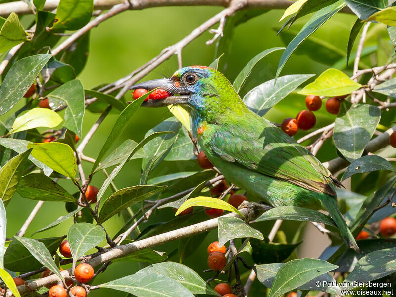 Barbu arlequin