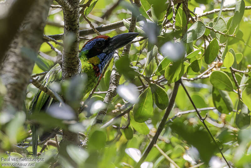 Red-crowned Barbetadult