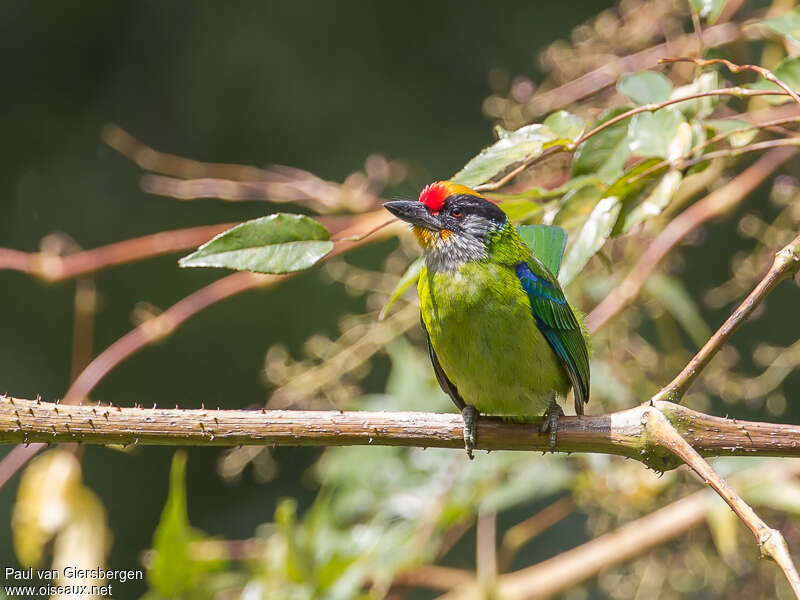 Golden-throated Barbetadult, identification