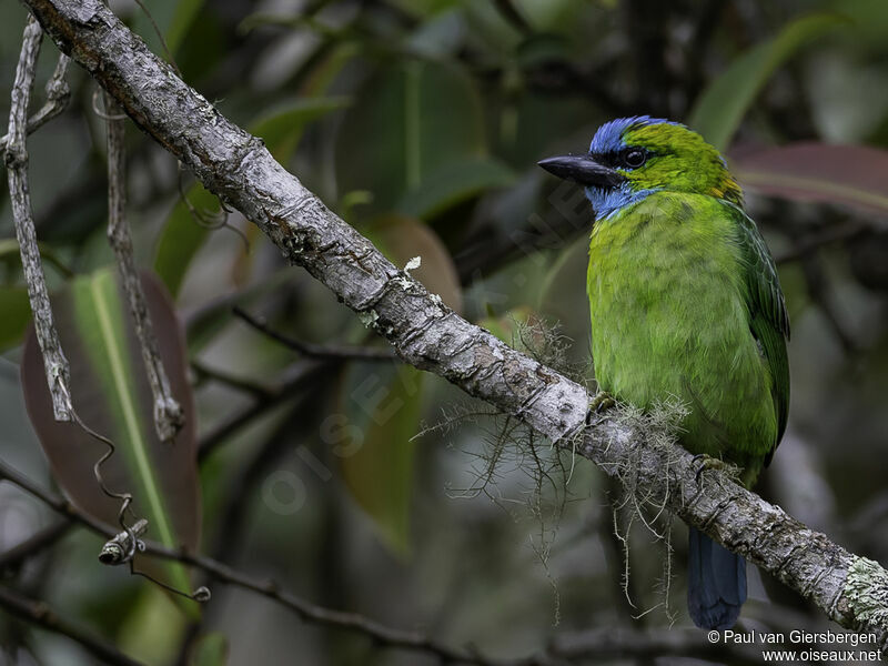 Golden-naped Barbetadult