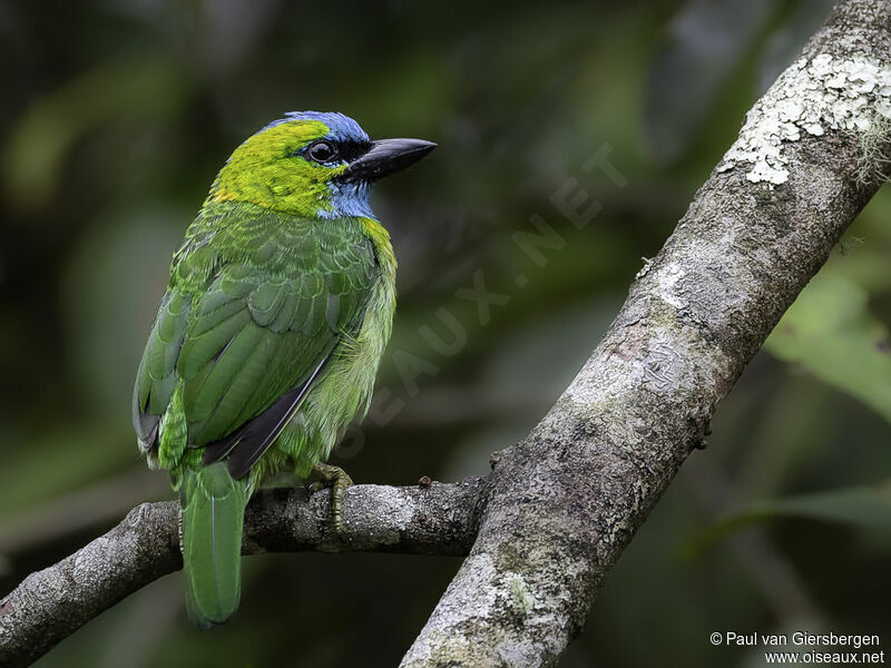 Golden-naped Barbetadult