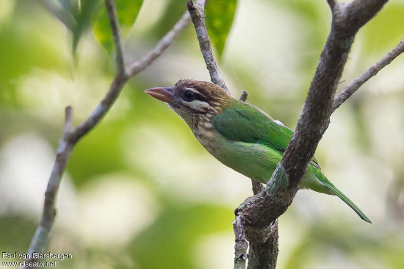 White-cheeked Barbetadult, identification