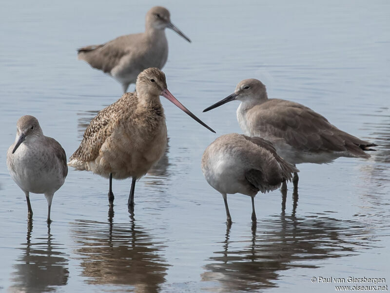 Marbled Godwit