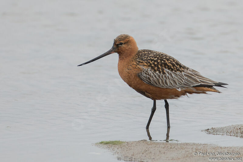 Bar-tailed Godwit male adult breeding