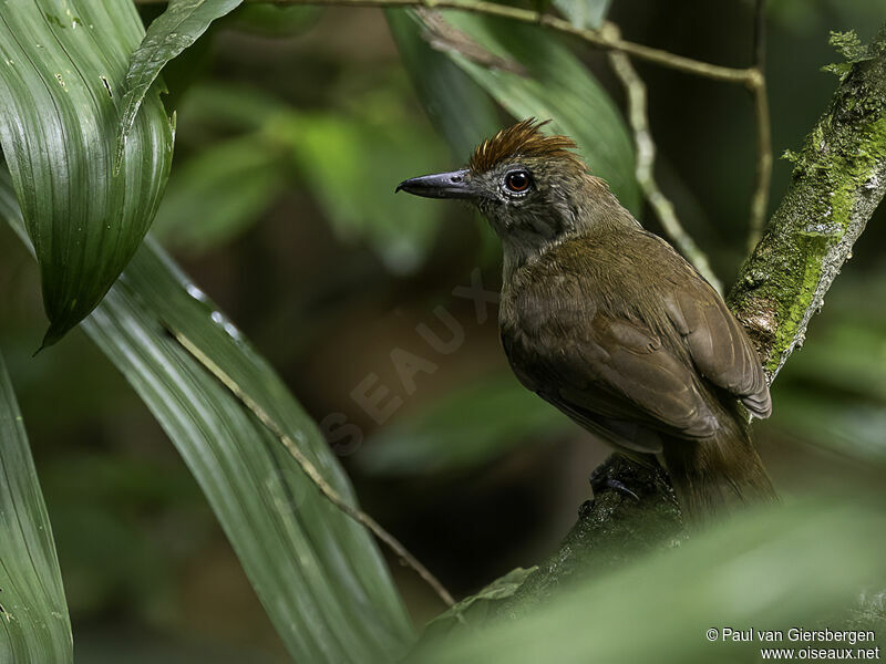 Plain-winged Antshrike female adult