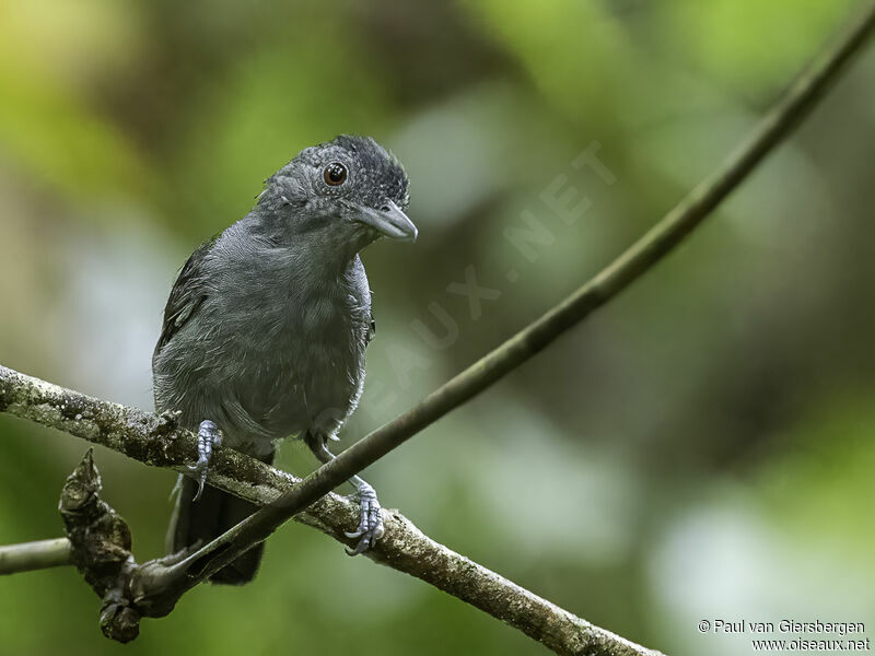 Plain-winged Antshrike male adult