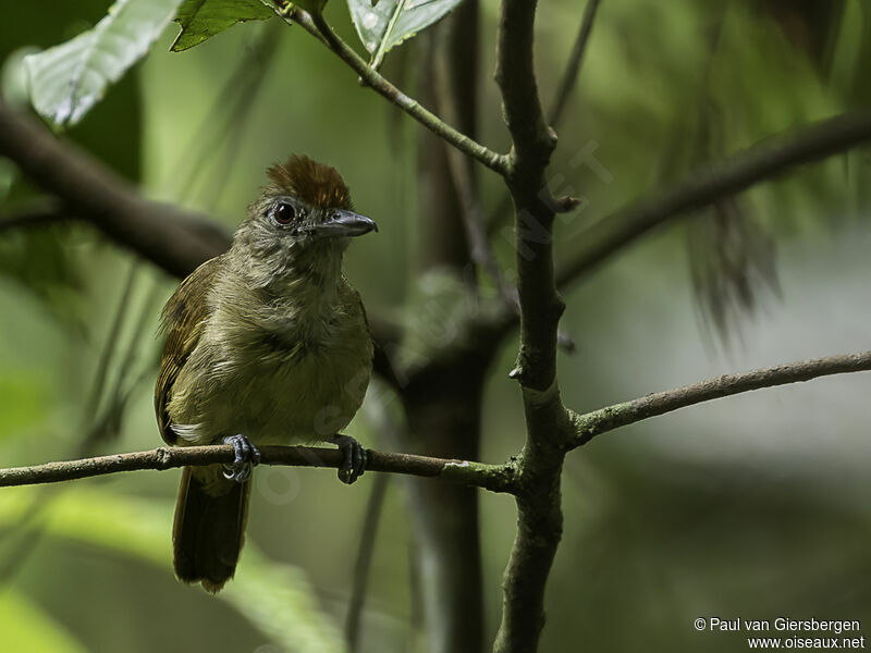 Plain-winged Antshrike female adult