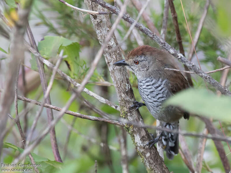 Batara à tête rousse mâle adulte, Comportement