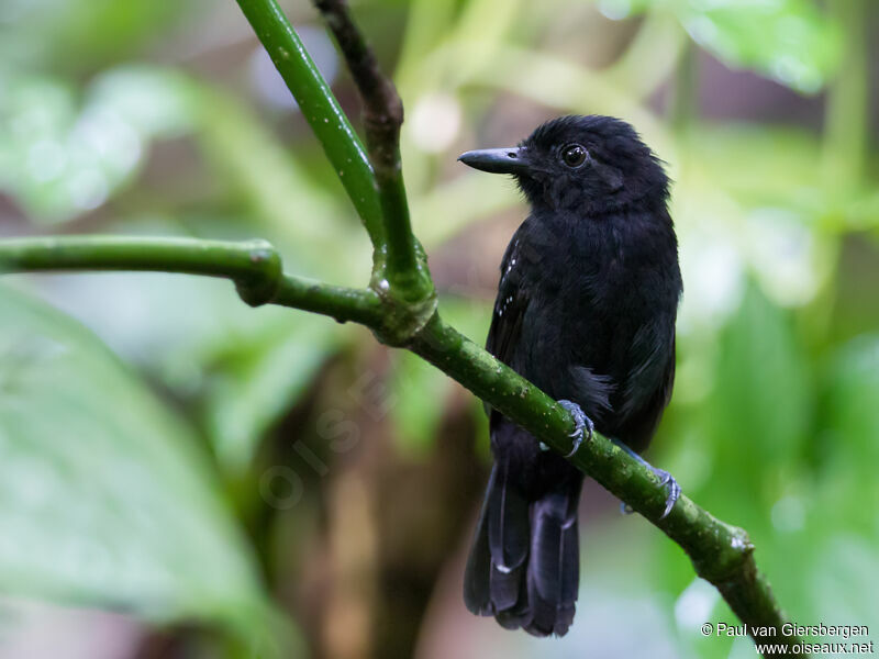 Black-hooded Antshrike