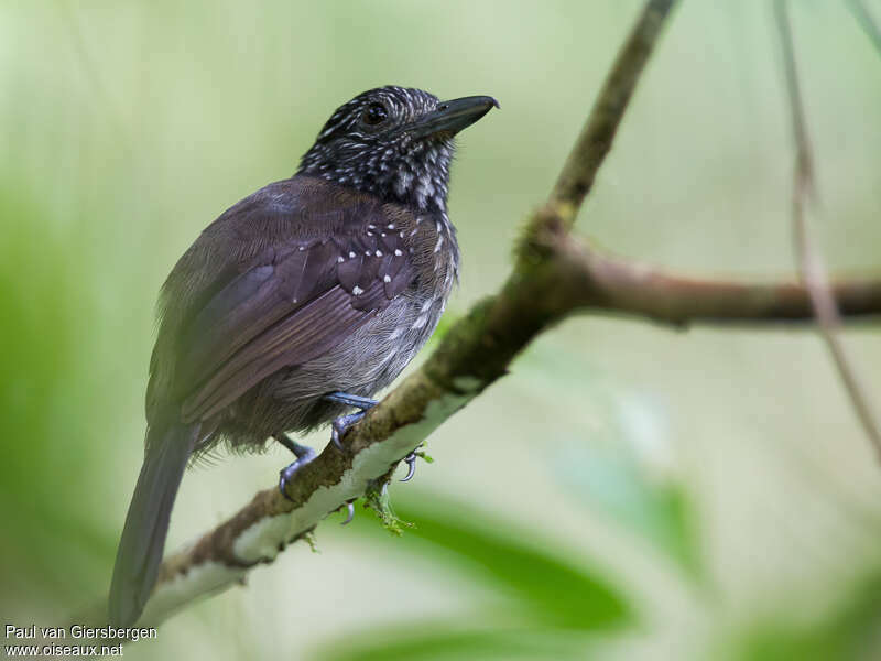 Batara capucin femelle adulte, identification