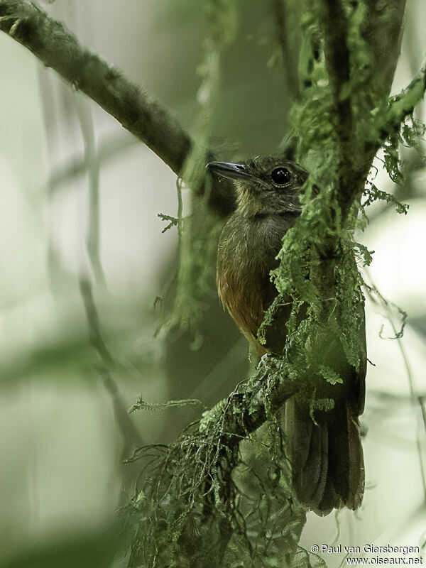 Cinereous Antshrike female adult